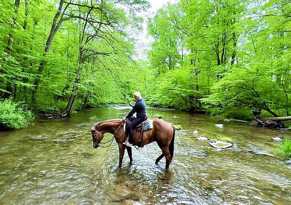 husband-safe-quarter-horse