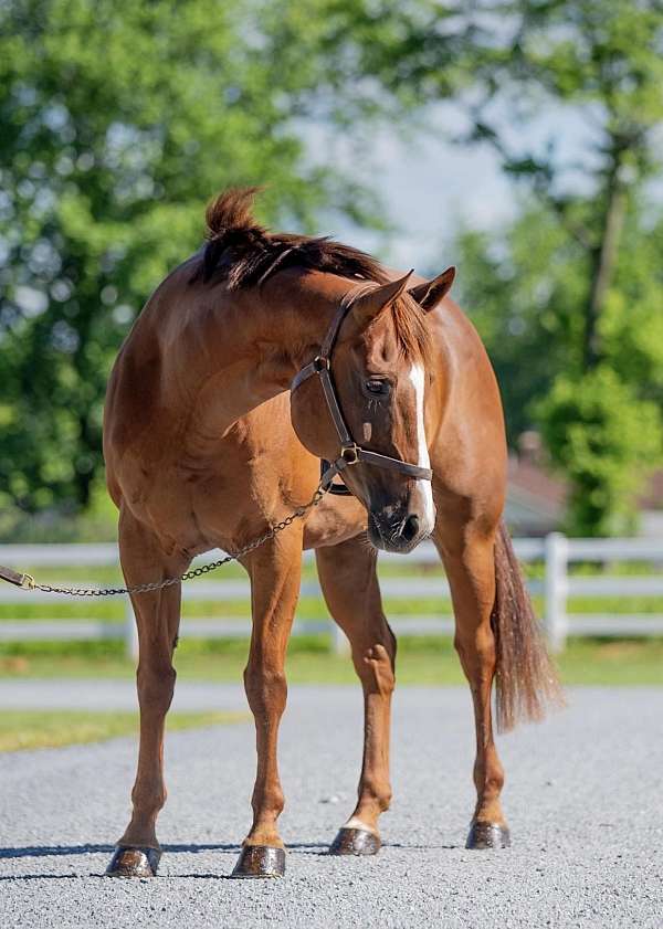 gentle-quarter-horse