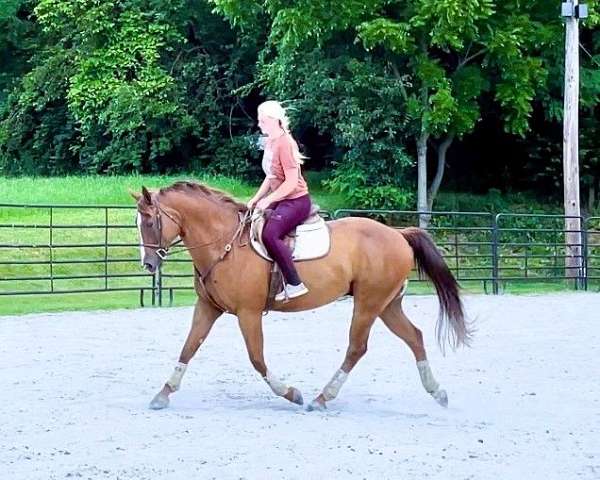 ranch-quarter-horse