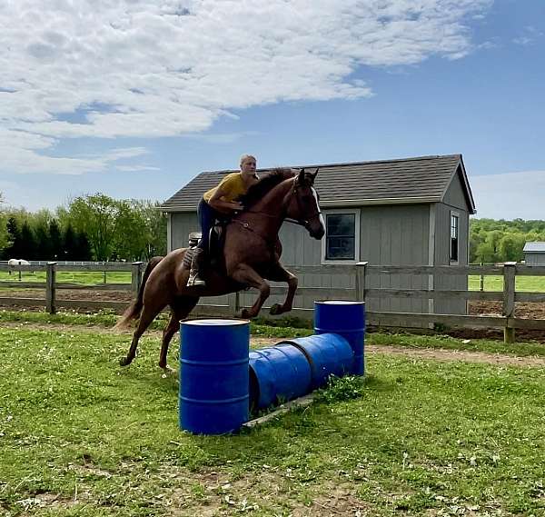 eventing-quarter-horse