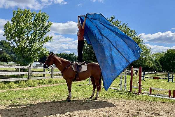 foxhunter-quarter-horse