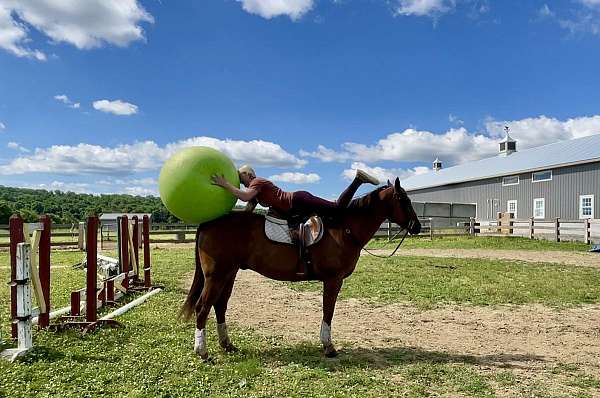 dressage-quarter-horse