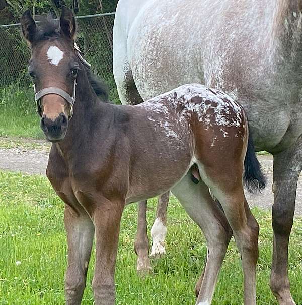 bay-appy-with-blanket-horse