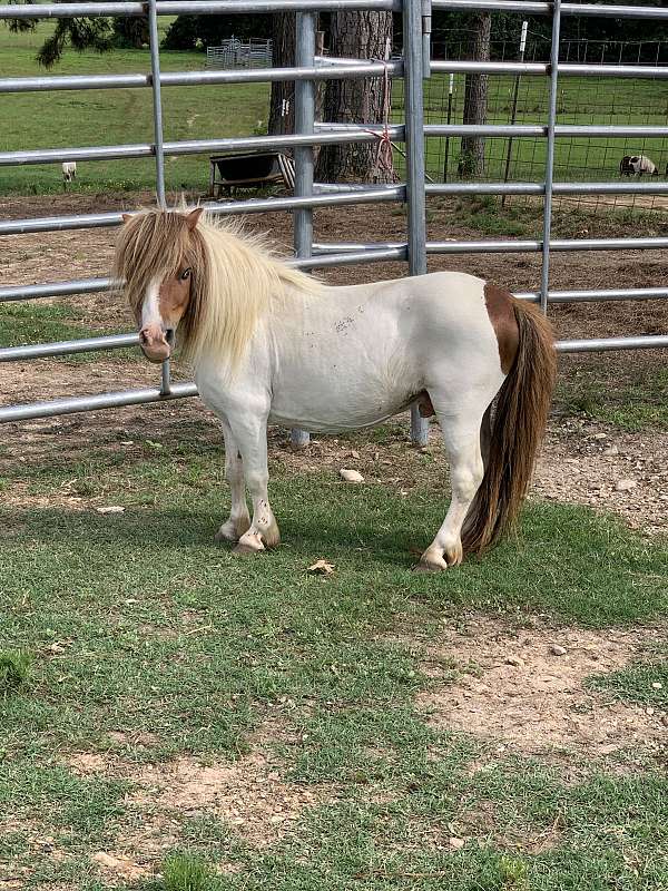 pinto-sorrel-pinto-filly-stallion