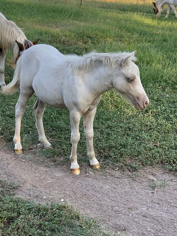 tri-miniature-horse