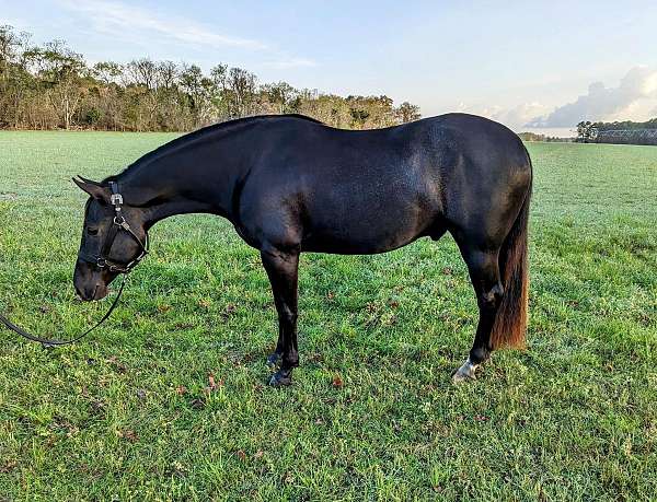 loves-the-trail-gelding