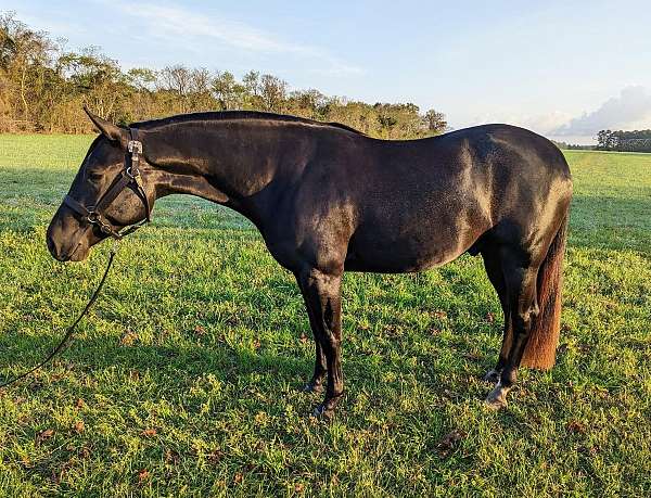 all-around-quarter-horse