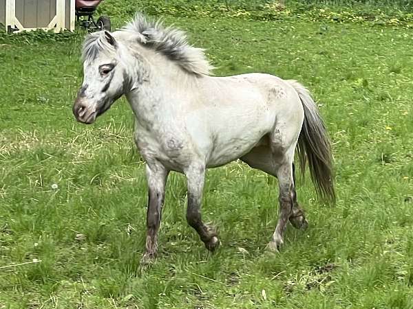 bay-appaloosa-few-spot-horse