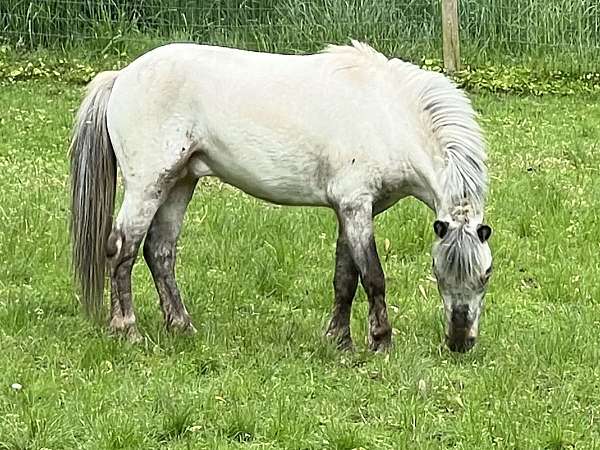 bay-appaloosa-few-spot