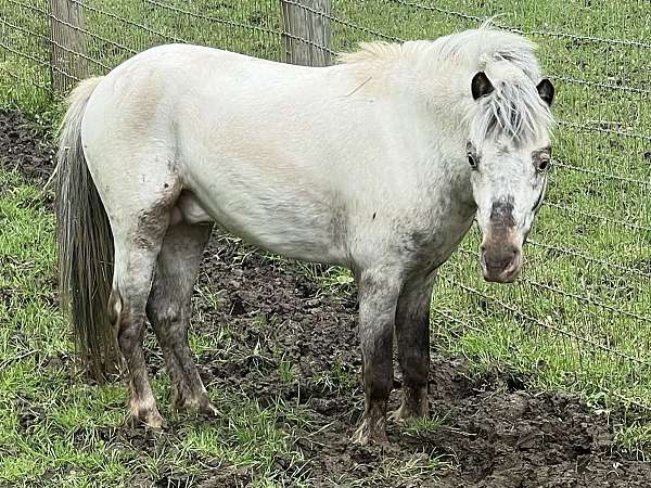 breeding-miniature-horse