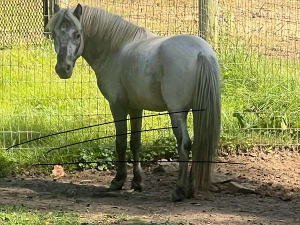 price-reduced-miniature-horse