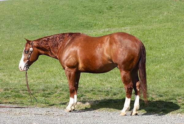 chestnut-white-horse