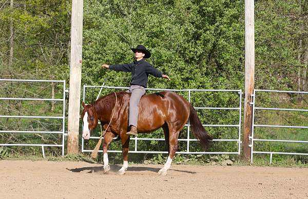 all-around-quarter-horse