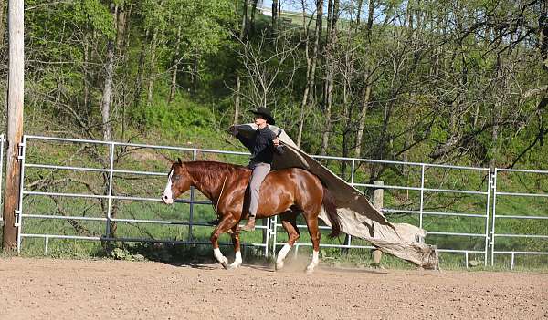 driving-quarter-horse