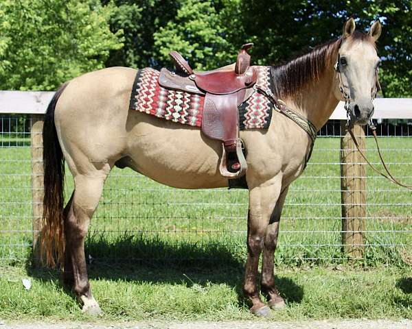 all-around-quarter-horse