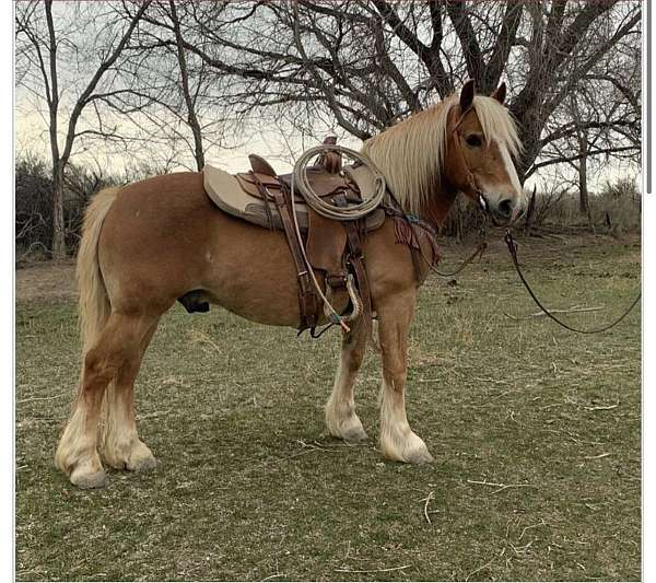 haflinger-gelding