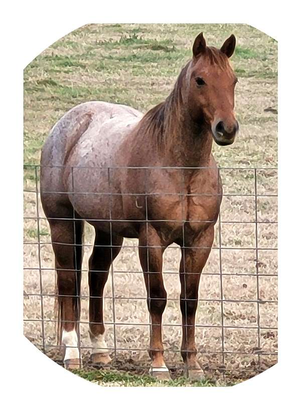 quarter-horse-gelding