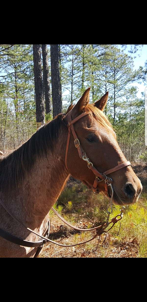 all-around-quarter-horse