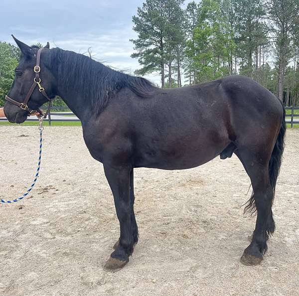 black-percheron-gelding