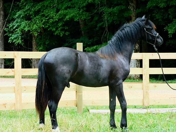 flashy-halter-friesian-horse