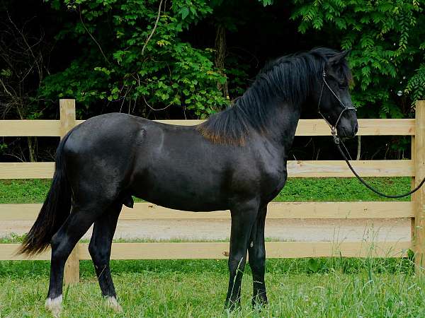 black-friesian-colt