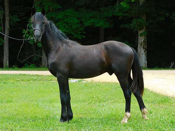 black-flashy-halter-horse