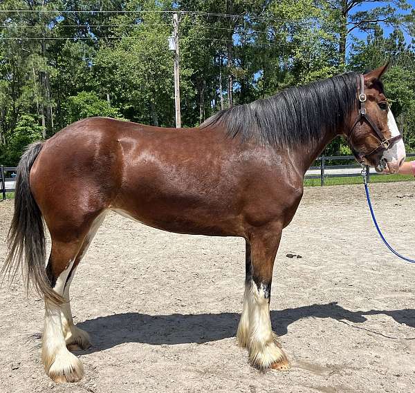 bay-clydesdale-mare