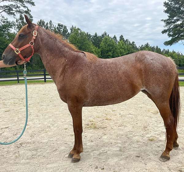 red-roan-quarter-horse-mare