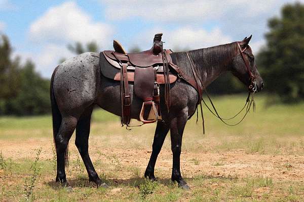 blue-roan-star-horse