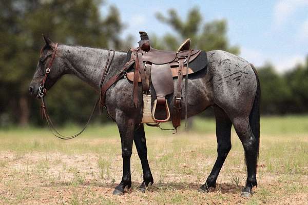 blue-roan-quarter-horse