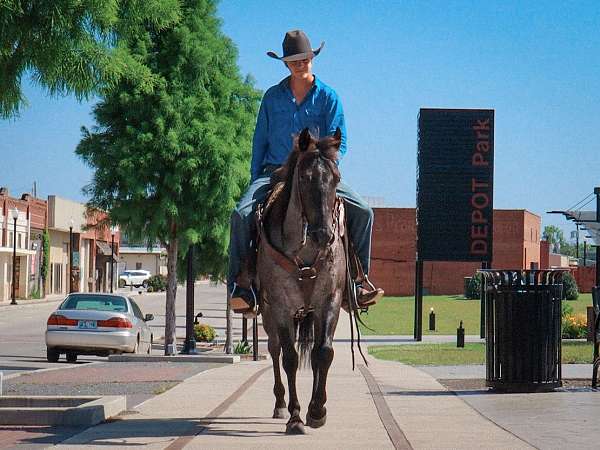 mare-quarter-horse