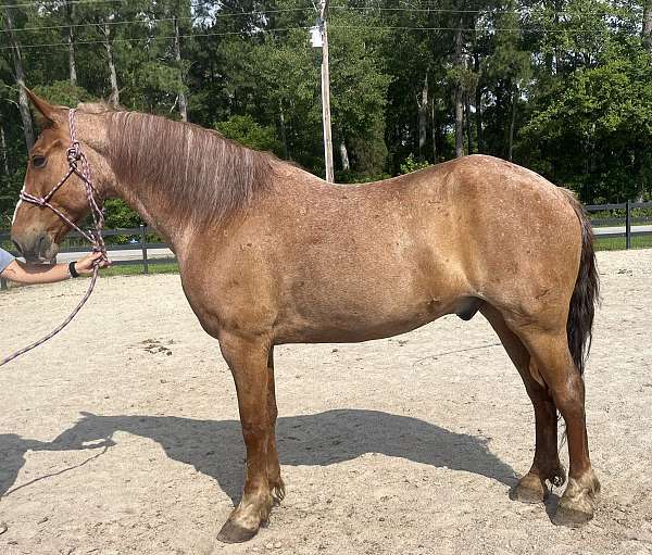 red-roan-belgian-gelding