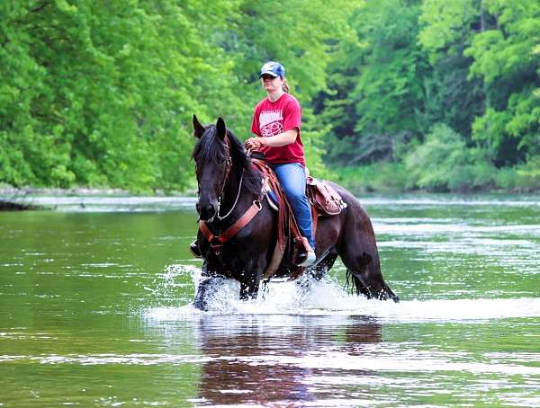 percheron-friesian-pony