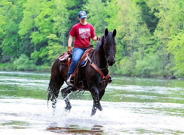 harness-friesian-pony