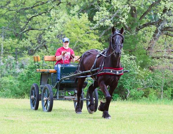 wester-friesian-pony