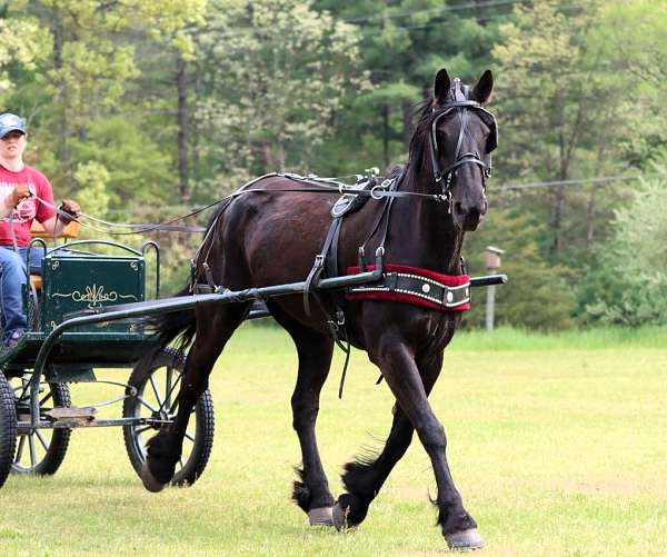 black-wester-pony