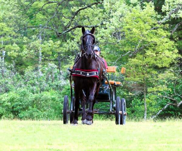 flashy-friesian-pony