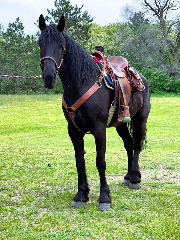 trail-friesian-pony