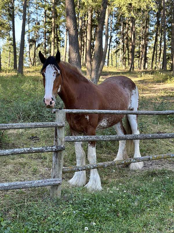 anderson-clydesdale-horse