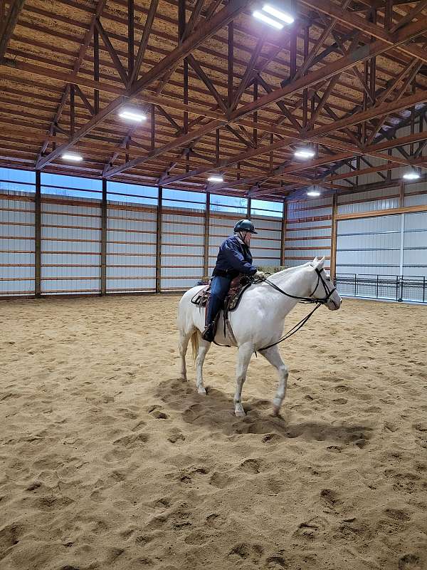 hay-appaloosa-horse