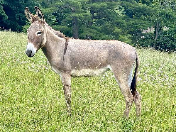 donkey-mare