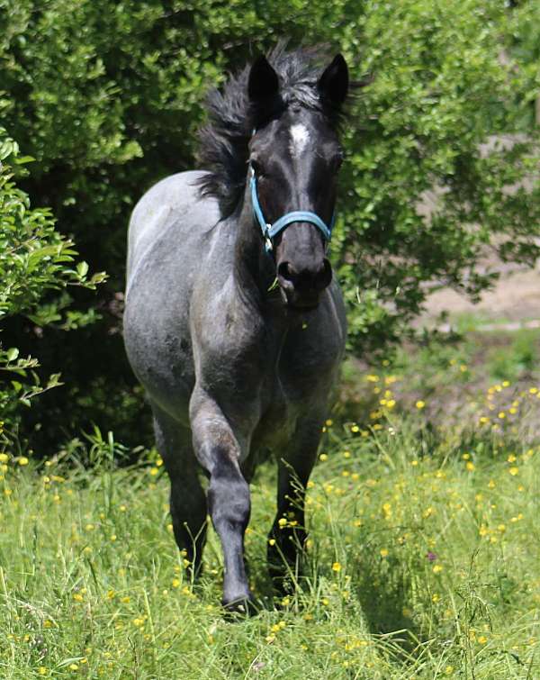 blue-roan-phaoa-filly