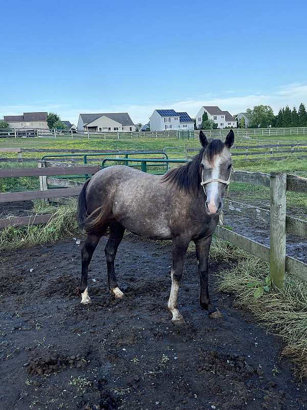 quarter-horse-filly