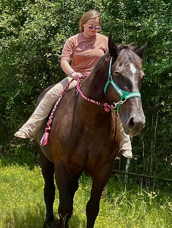 driving-percheron-horse