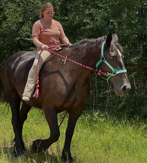 draft-percheron-horse