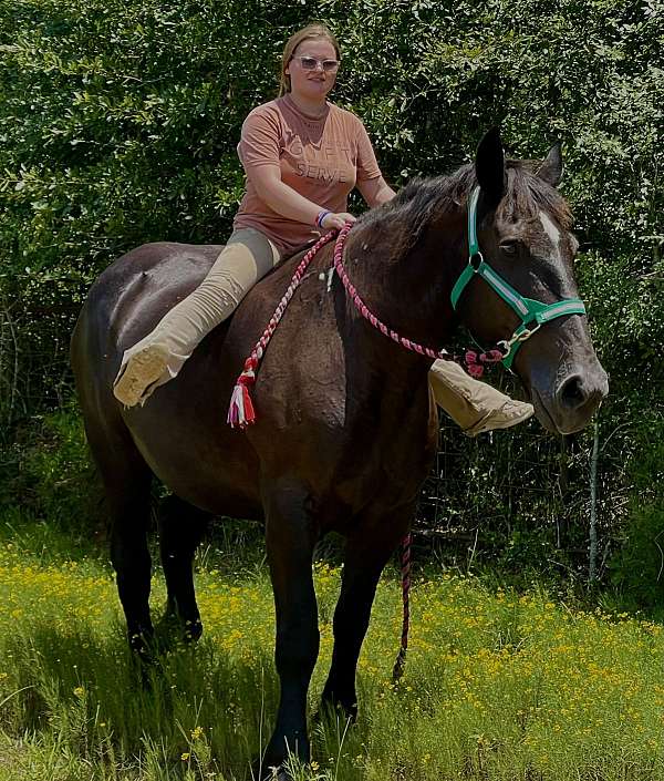 english-pleasure-percheron-horse