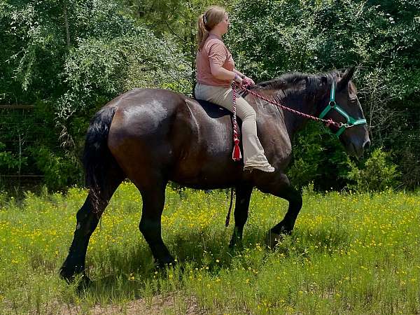 kid-safe-percheron-horse