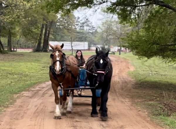 pack-percheron-horse