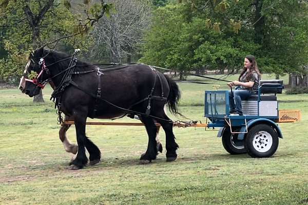 lesson-percheron-horse