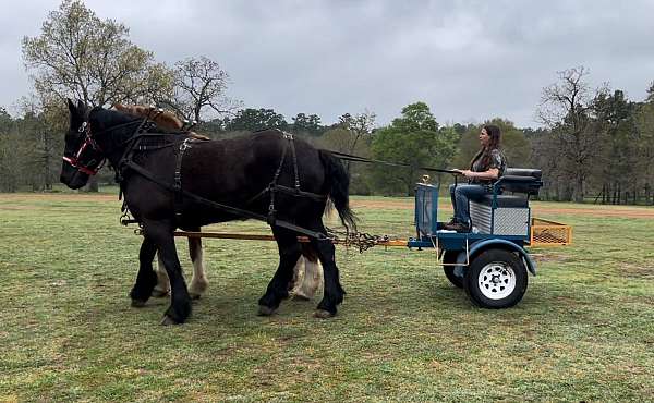 mounted-patrol-percheron-horse